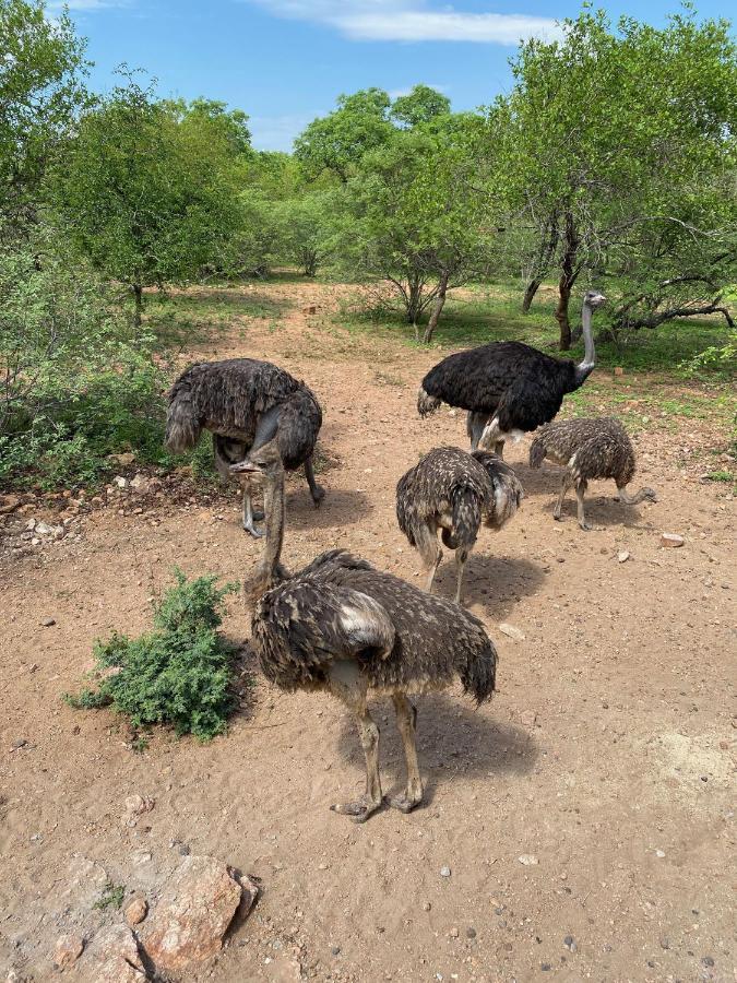 Birdsong Kruger Villa Marloth Park Eksteriør billede