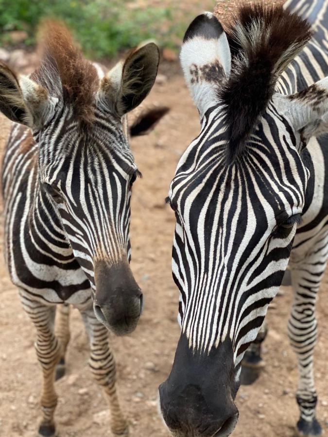 Birdsong Kruger Villa Marloth Park Eksteriør billede