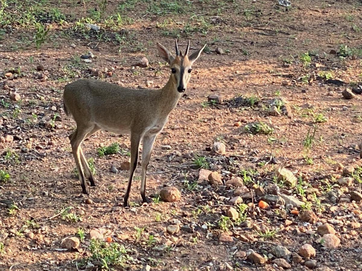 Birdsong Kruger Villa Marloth Park Eksteriør billede